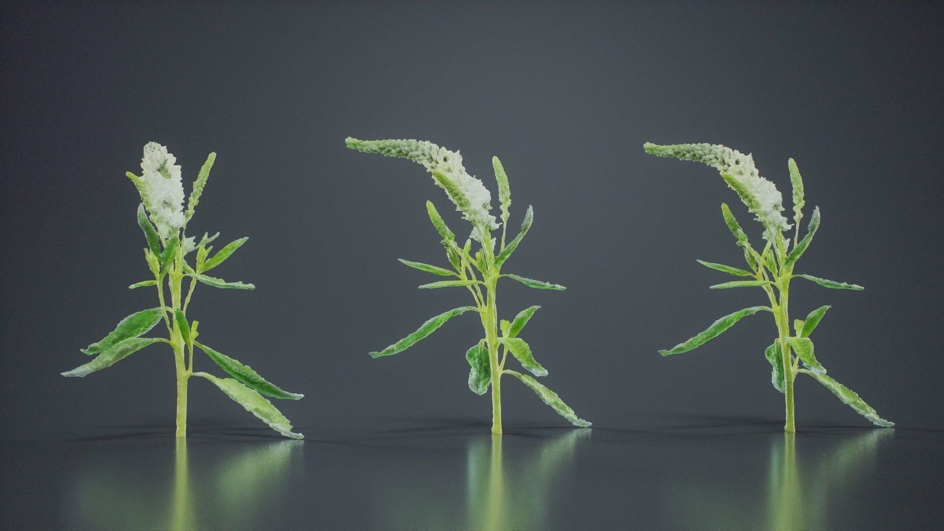 Close Up Spiked Speedwell Veronica Spicata Low-poly 3D model_10