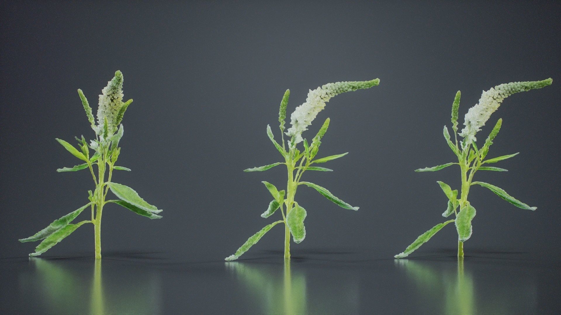 Close Up Spiked Speedwell Veronica Spicata Low-poly 3D model_4