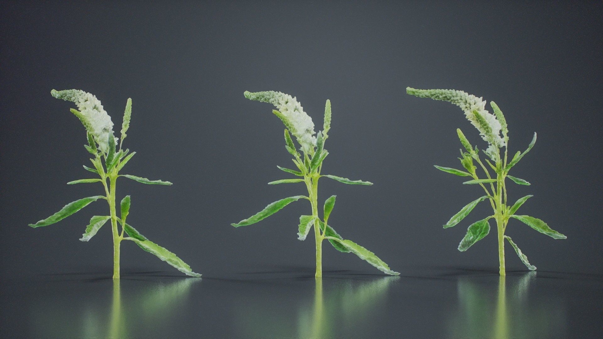 Close Up Spiked Speedwell Veronica Spicata Low-poly 3D model_9