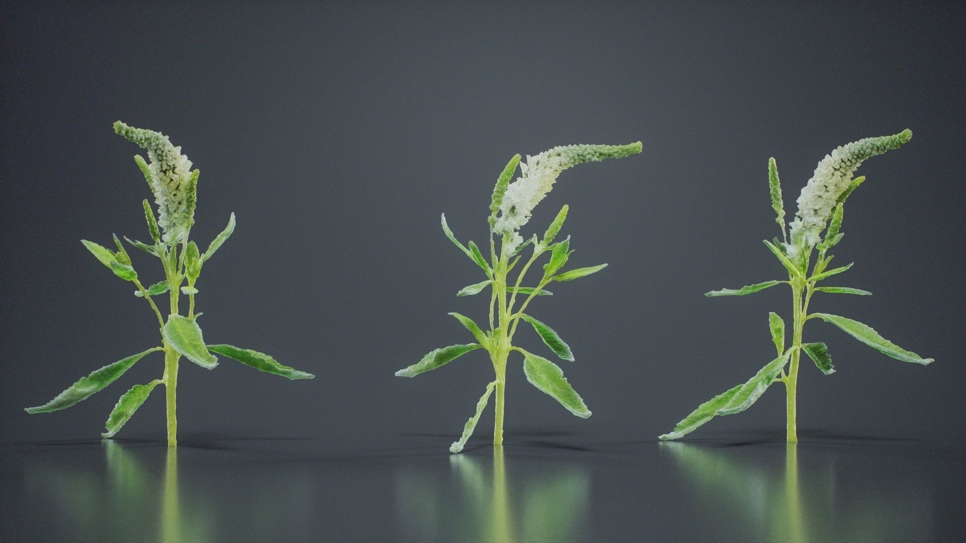 Close Up Spiked Speedwell Veronica Spicata Low-poly 3D model_5