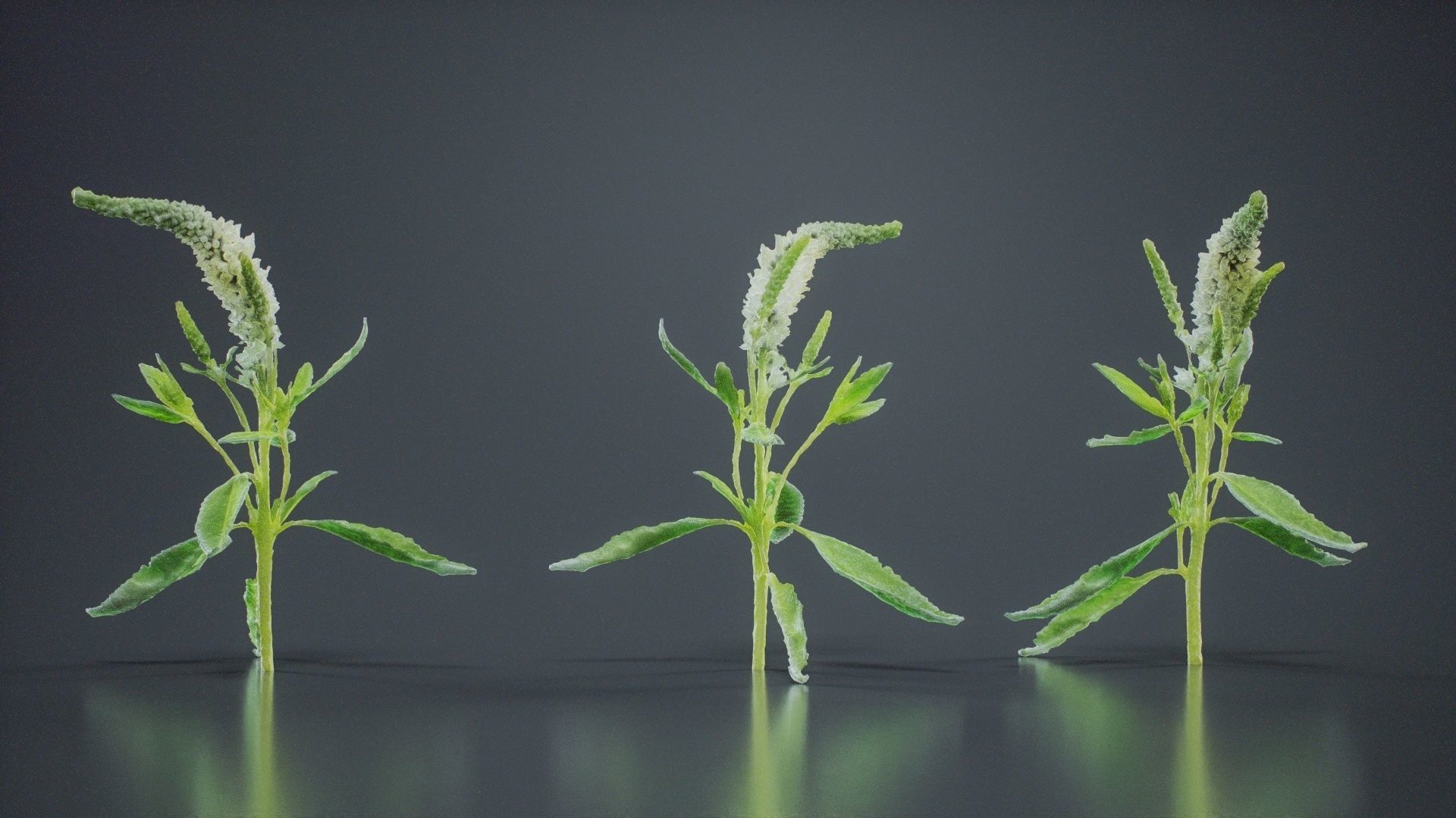 Close Up Spiked Speedwell Veronica Spicata Low-poly 3D model_6