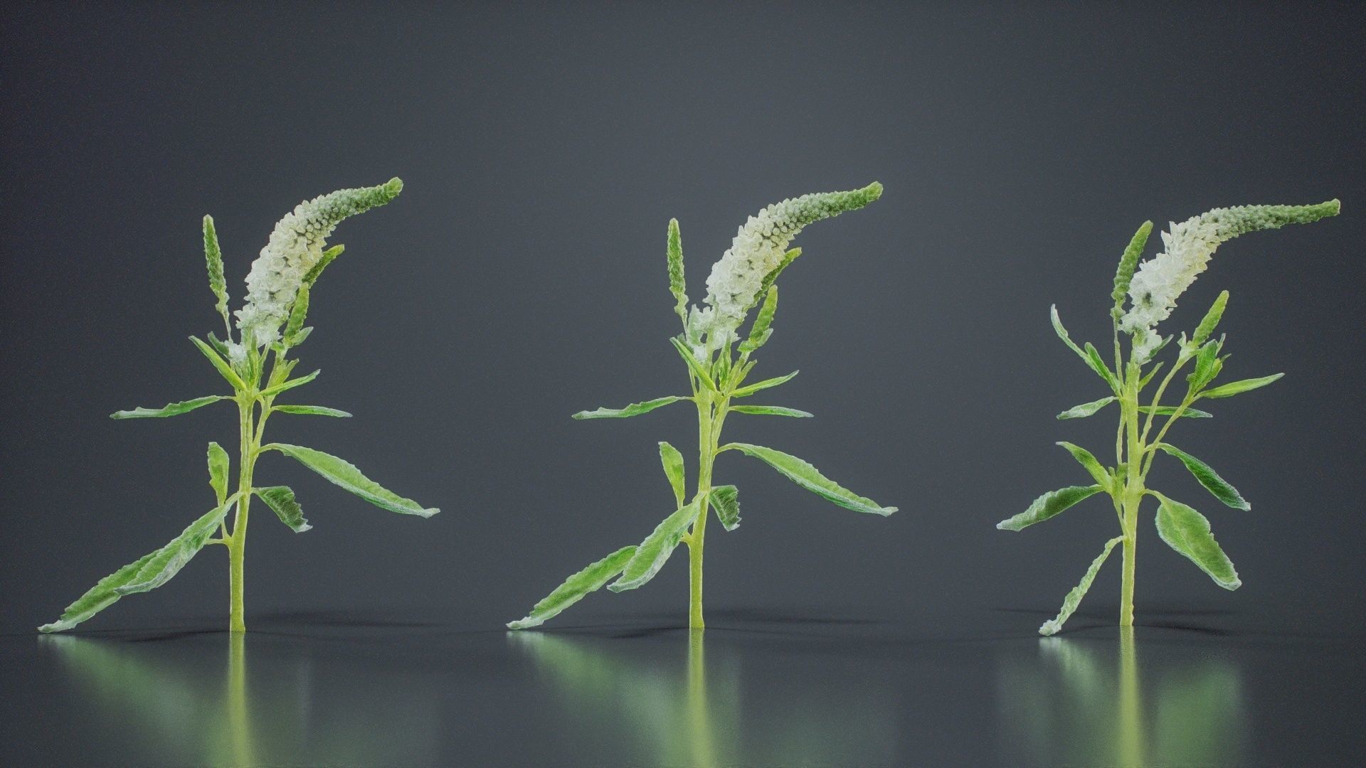 Close Up Spiked Speedwell Veronica Spicata Low-poly 3D model_3