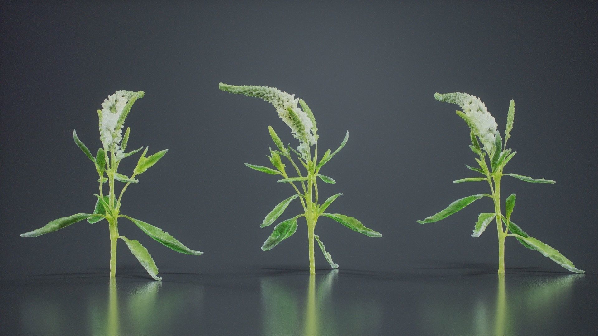 Close Up Spiked Speedwell Veronica Spicata Low-poly 3D model_11