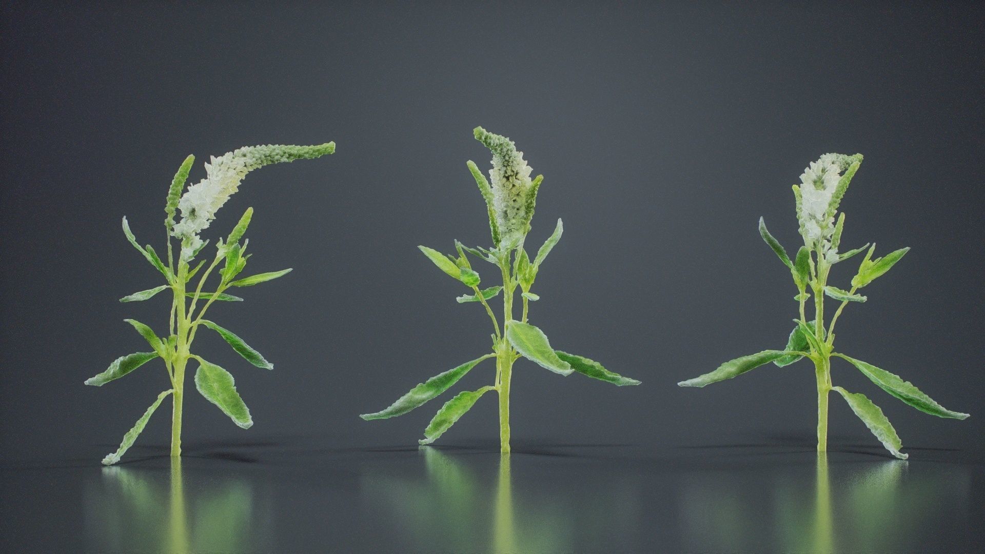 Close Up Spiked Speedwell Veronica Spicata Low-poly 3D model_1