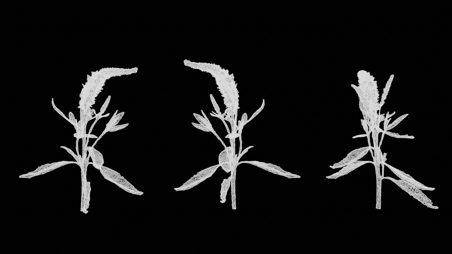 Close Up Spiked Speedwell Veronica Spicata Low-poly 3D model_14