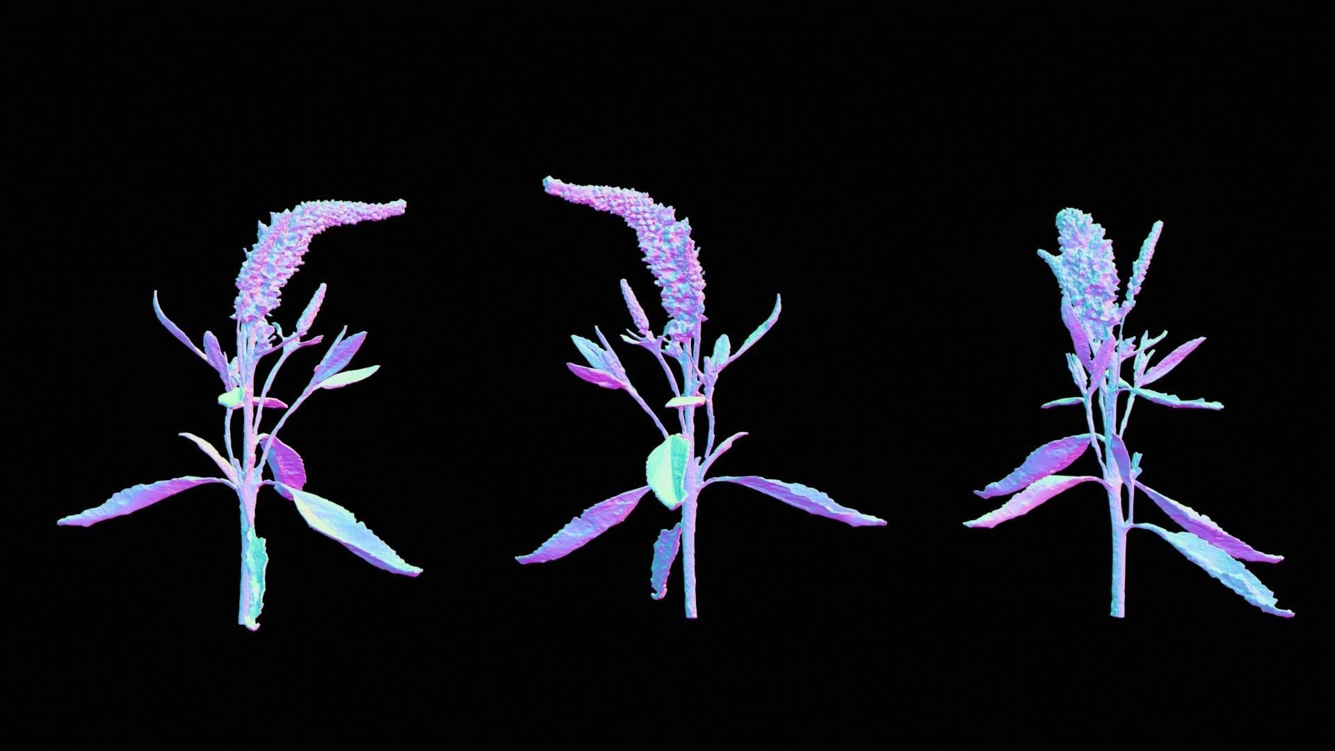 Close Up Spiked Speedwell Veronica Spicata Low-poly 3D model_12