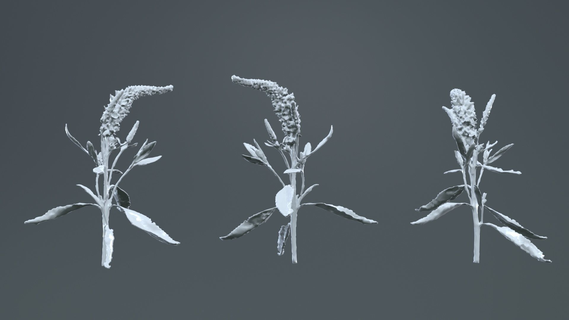 Close Up Spiked Speedwell Veronica Spicata Low-poly 3D model_13