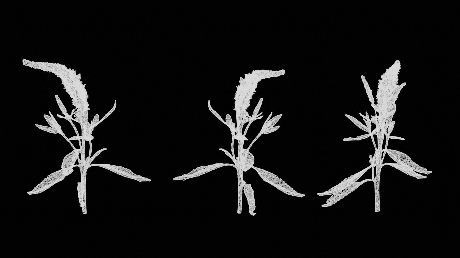 Close Up Spiked Speedwell Veronica Spicata Low-poly 3D model_15