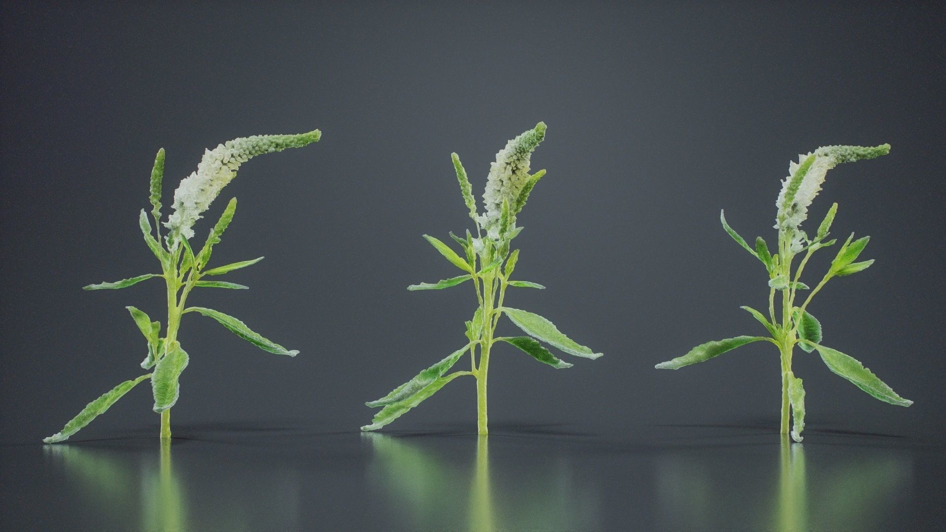 Close Up Spiked Speedwell Veronica Spicata Low-poly 3D model_2