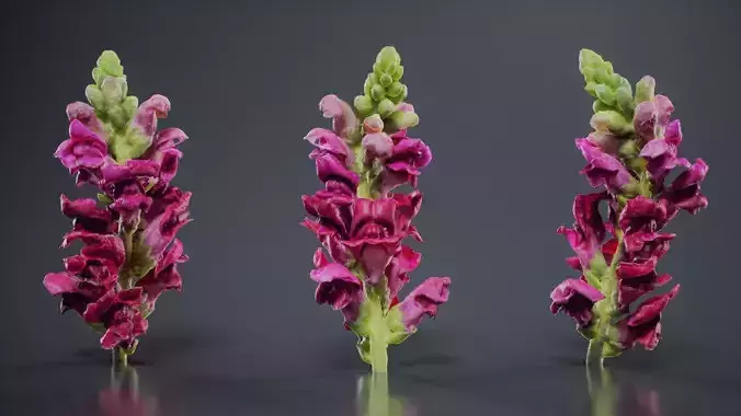 Close Up Great Garden Snapdragon Dragon Plant Antirrhinum Majus