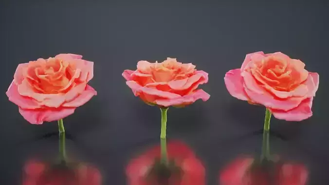 Close Up Garden Rose Bengal Rose Chinese Rose Rosa Chinensis Low-poly 3D model