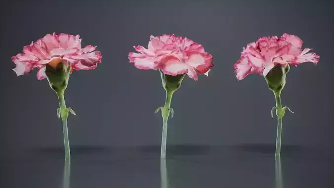 Close Up Clove Pink Mini Carmation Dianthus Caryophyllus Low-poly 3D model