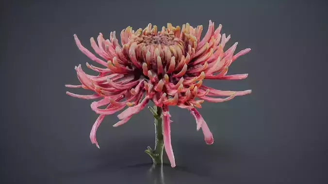 Close Up Chrysanthemum Hardy Florist Garden Mum Morifolium Low-poly 3D model