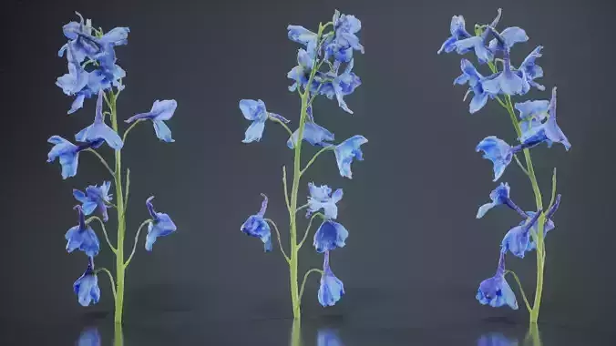 Close Up Candle Larkspur Dark Blue Alpine Bee Delphinium Elatum Low-poly 3D model