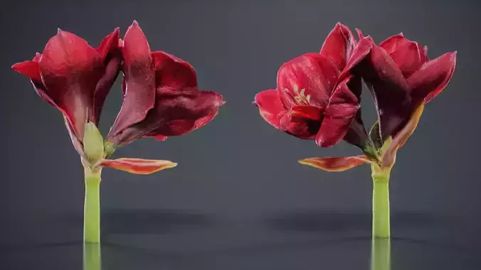 Close Up Belladonna Lily Jersey March Ladies Amaryllis Low-poly 3D model
