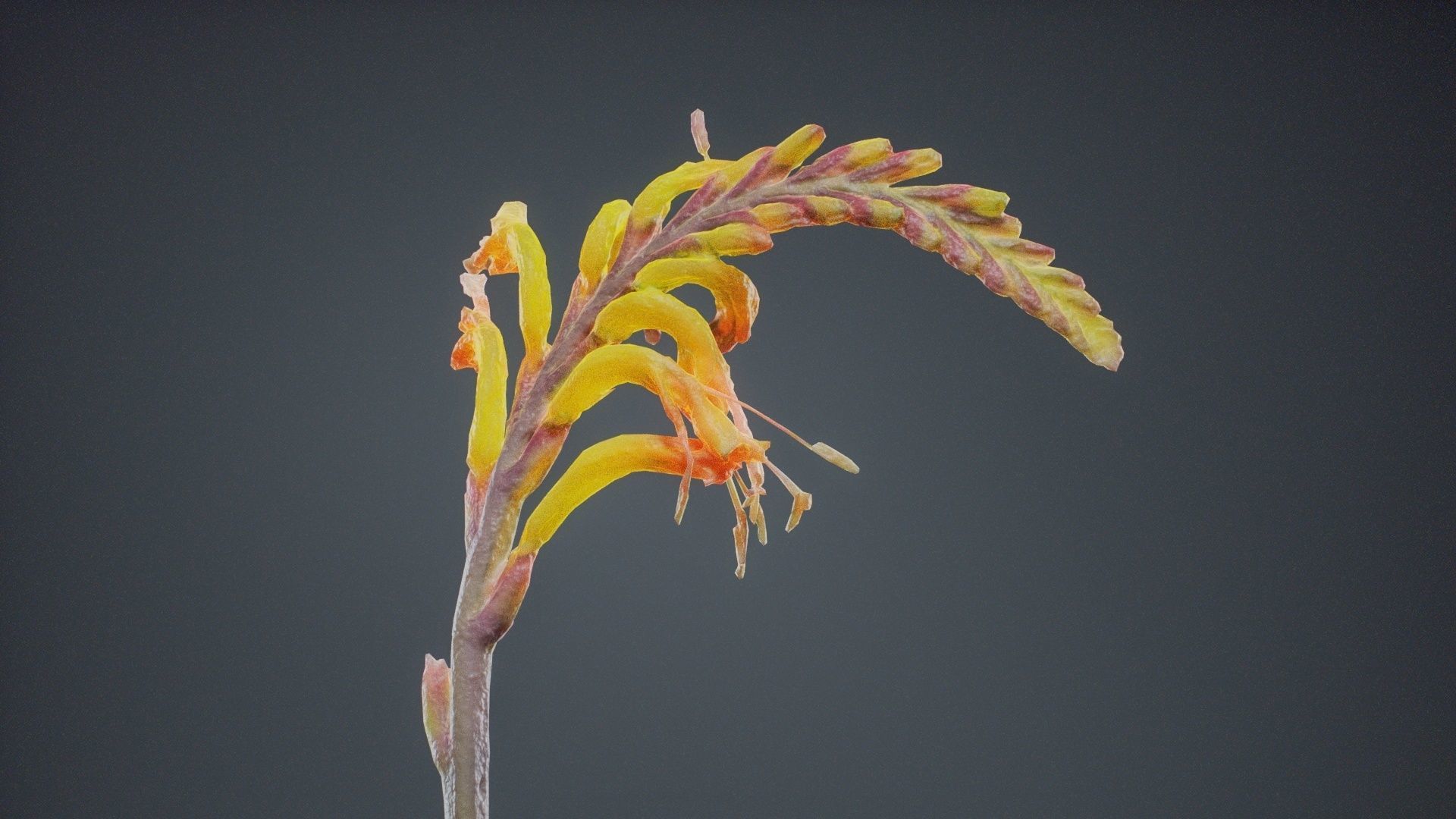 Close Up African Flag Cornflag Chasmanthe Floribunda Low-poly 3D model_7