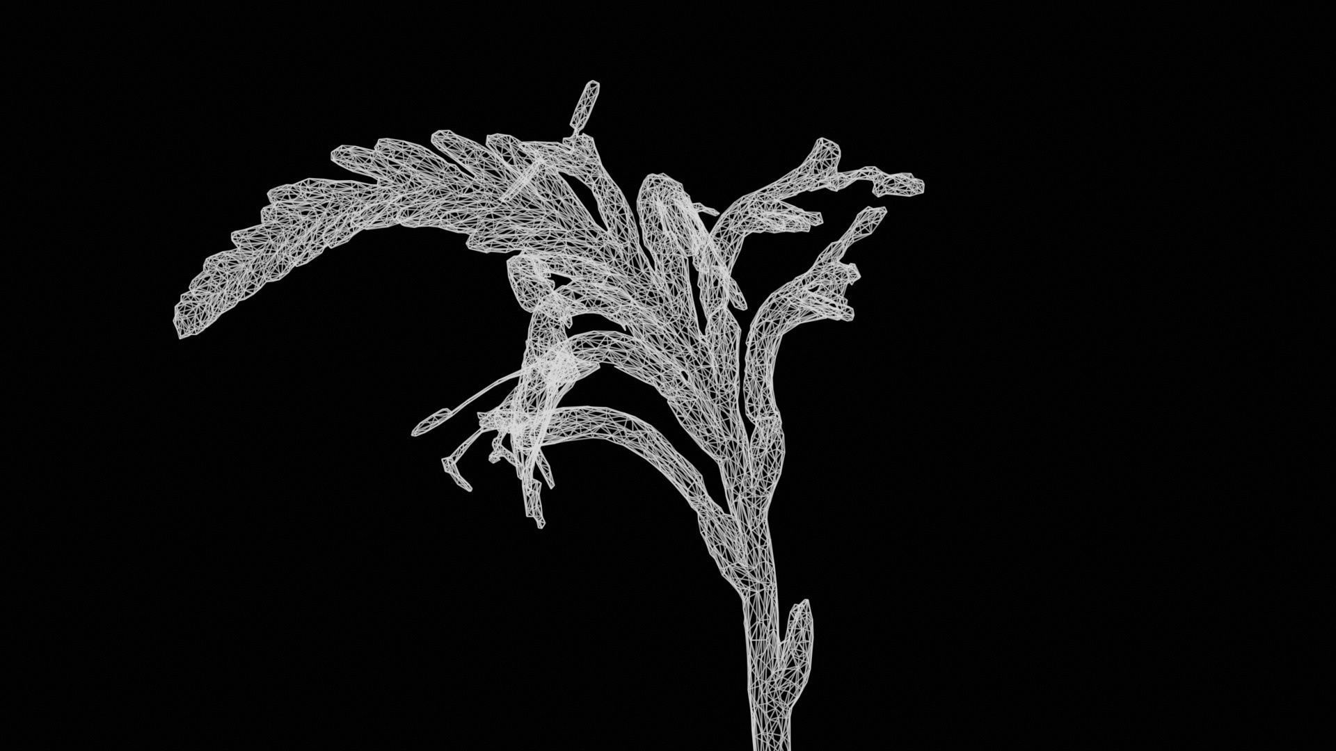 Close Up African Flag Cornflag Chasmanthe Floribunda Low-poly 3D model_14