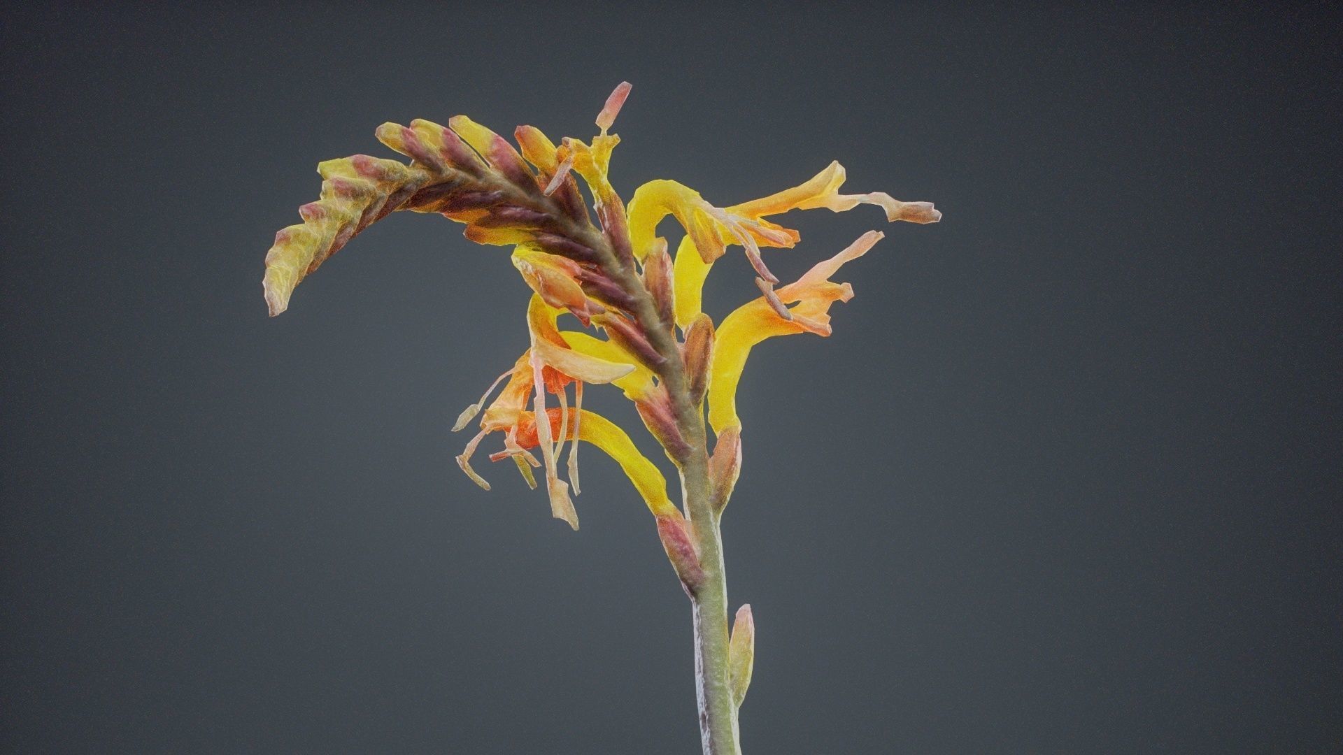 Close Up African Flag Cornflag Chasmanthe Floribunda Low-poly 3D model_11