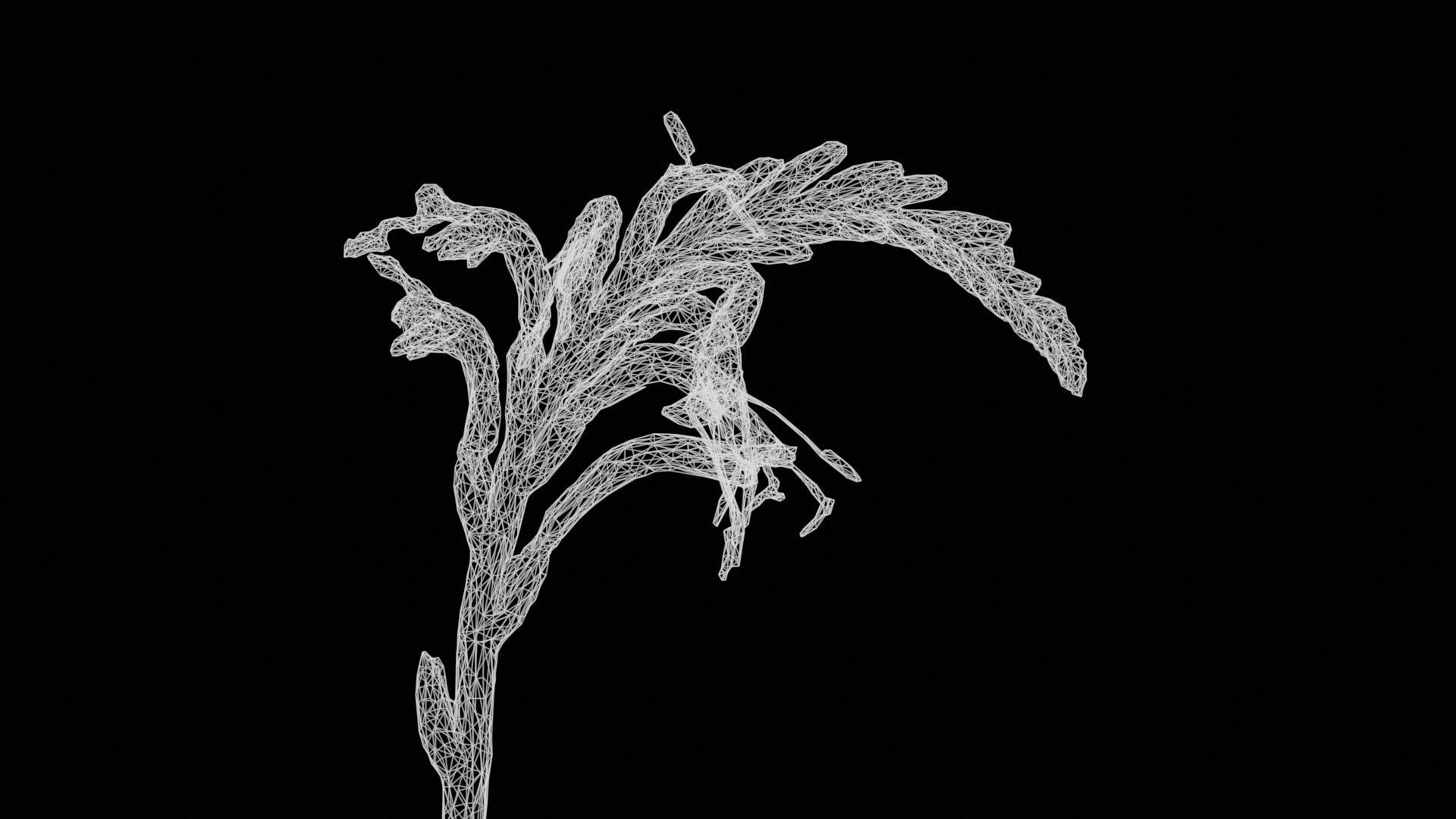 Close Up African Flag Cornflag Chasmanthe Floribunda Low-poly 3D model_15