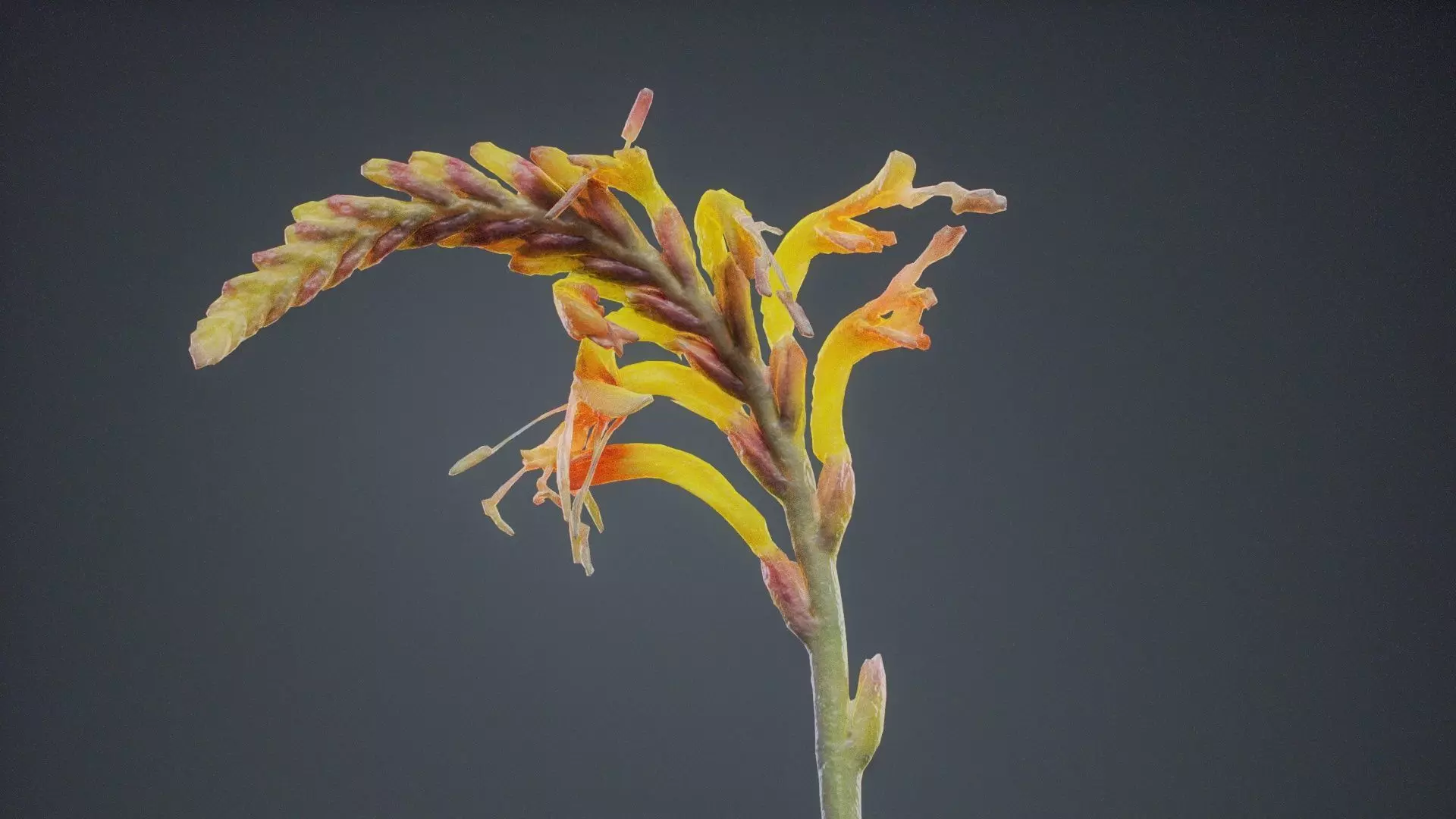 Close Up African Flag Cornflag Chasmanthe Floribunda Low-poly 3D model_0