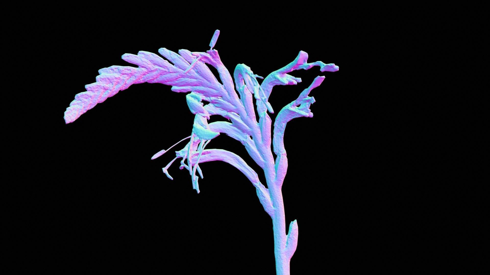 Close Up African Flag Cornflag Chasmanthe Floribunda Low-poly 3D model_12