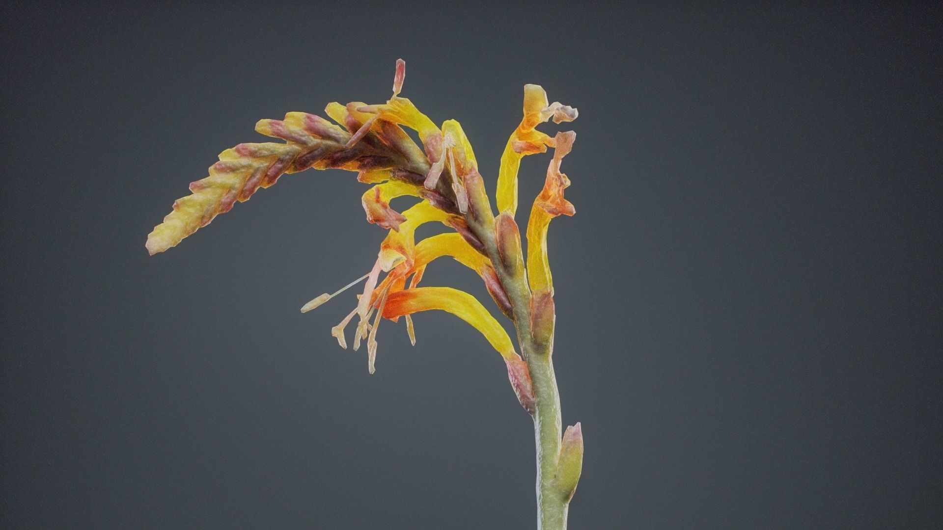 Close Up African Flag Cornflag Chasmanthe Floribunda Low-poly 3D model_1