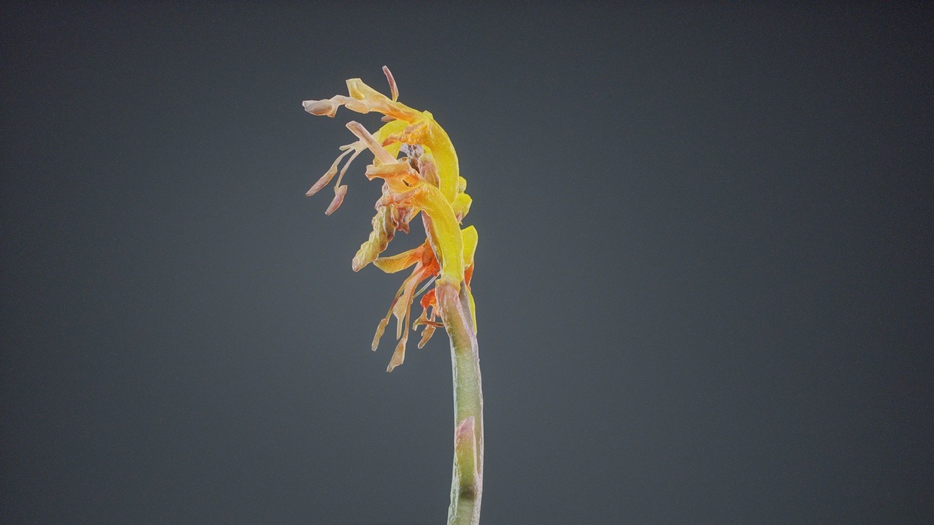 Close Up African Flag Cornflag Chasmanthe Floribunda Low-poly 3D model_3