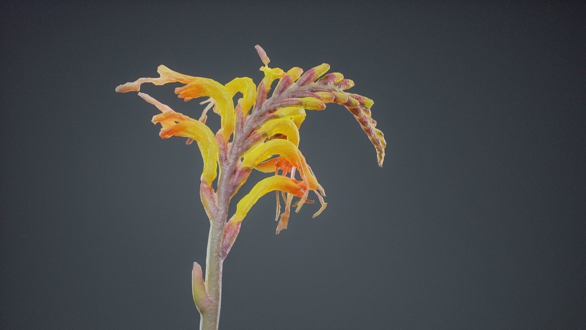 Close Up African Flag Cornflag Chasmanthe Floribunda Low-poly 3D model_5