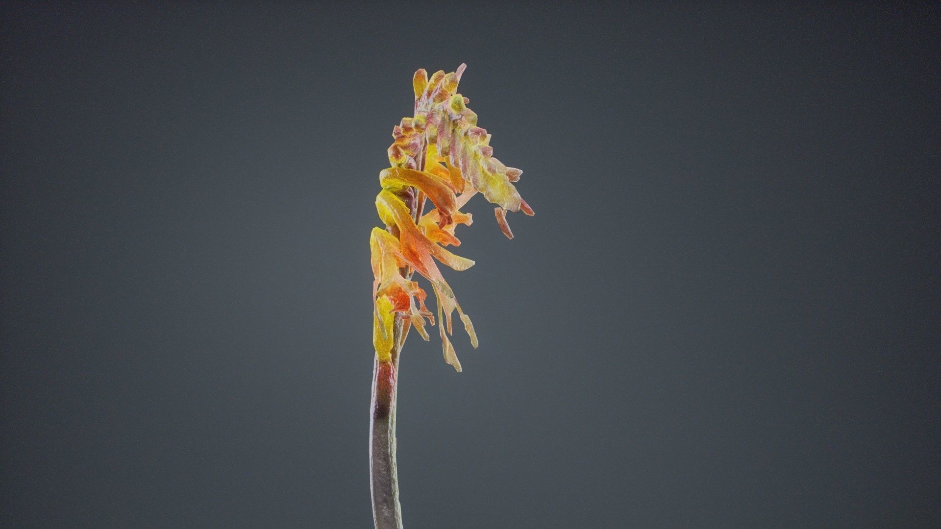 Close Up African Flag Cornflag Chasmanthe Floribunda Low-poly 3D model_9