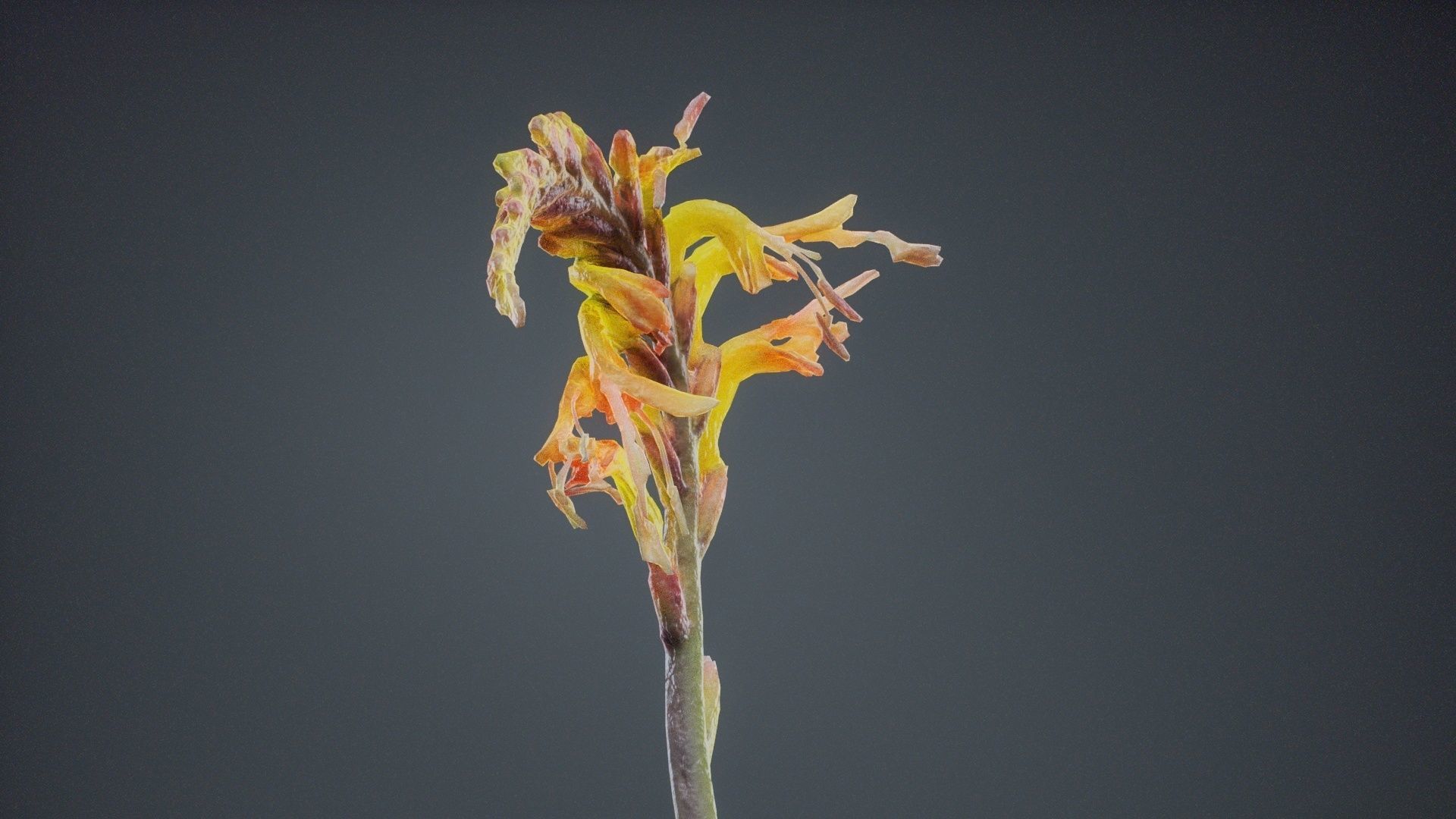 Close Up African Flag Cornflag Chasmanthe Floribunda Low-poly 3D model_10