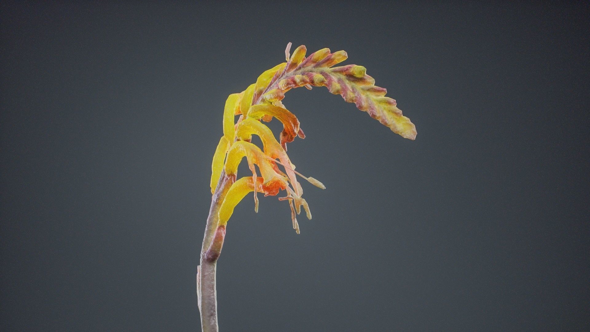 Close Up African Flag Cornflag Chasmanthe Floribunda Low-poly 3D model_8