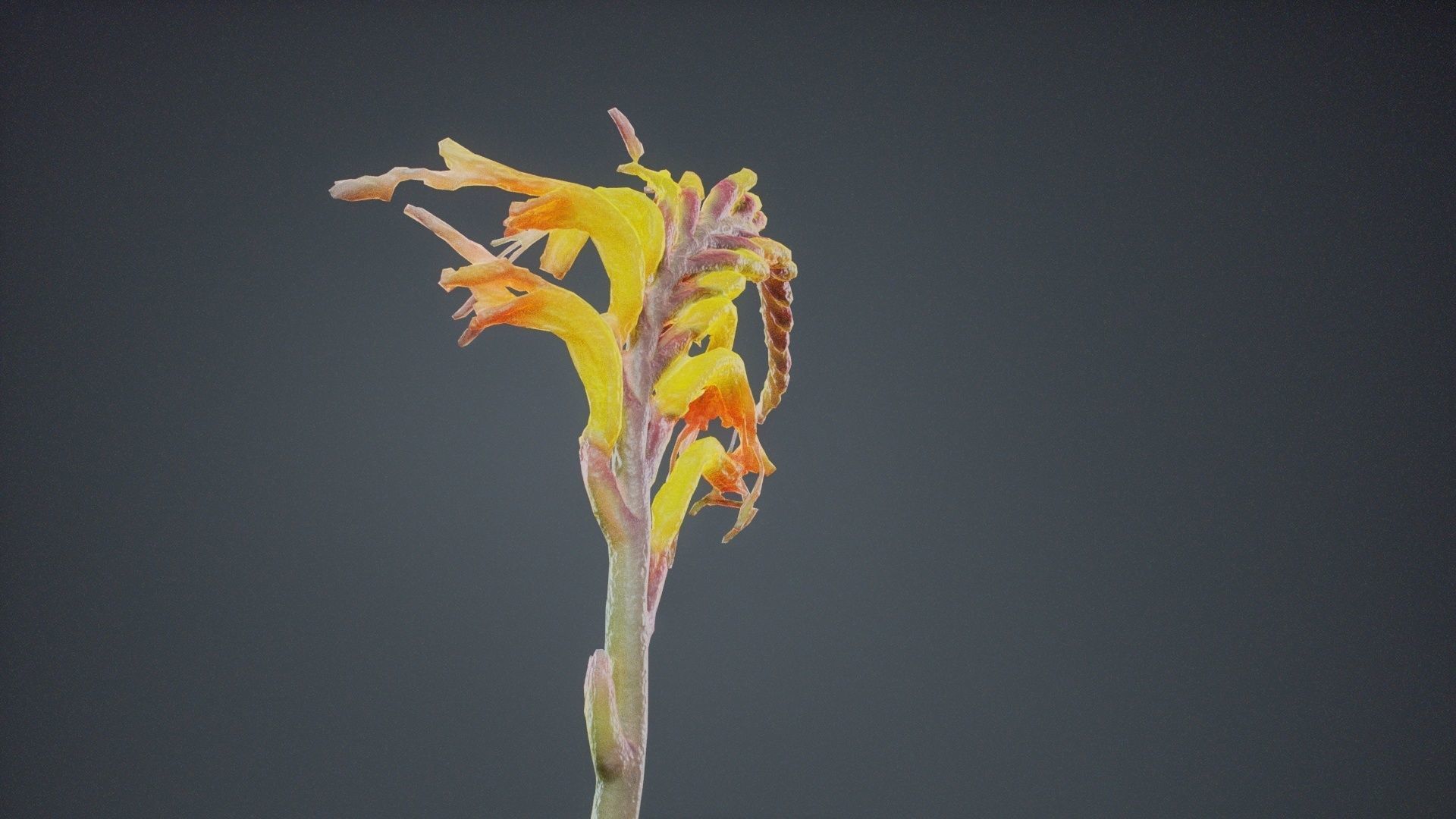 Close Up African Flag Cornflag Chasmanthe Floribunda Low-poly 3D model_4