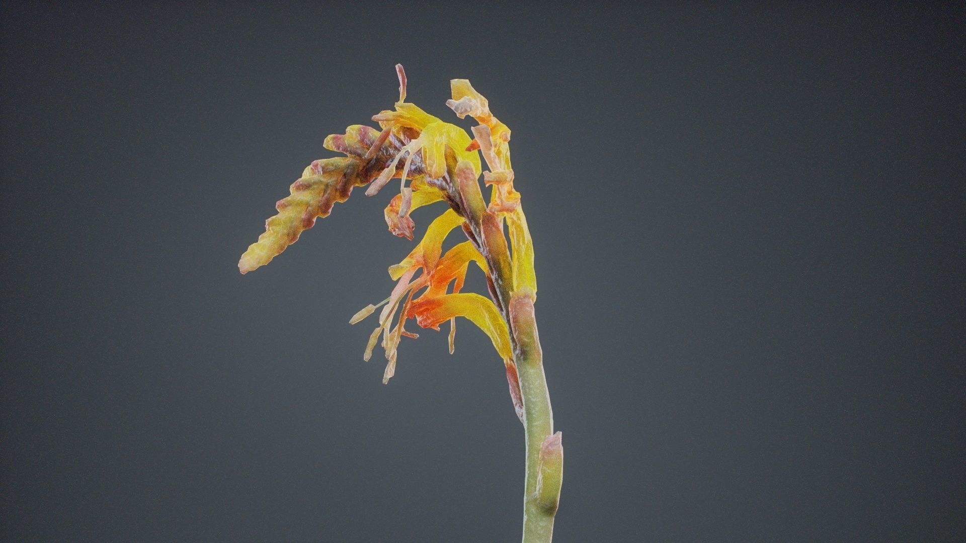 Close Up African Flag Cornflag Chasmanthe Floribunda Low-poly 3D model_2