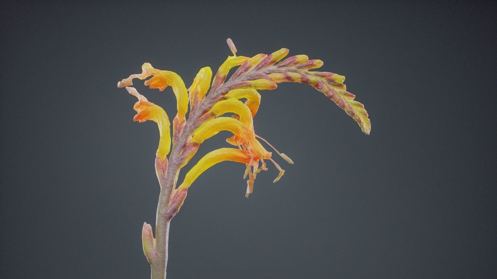 Close Up African Flag Cornflag Chasmanthe Floribunda Low-poly 3D model_6