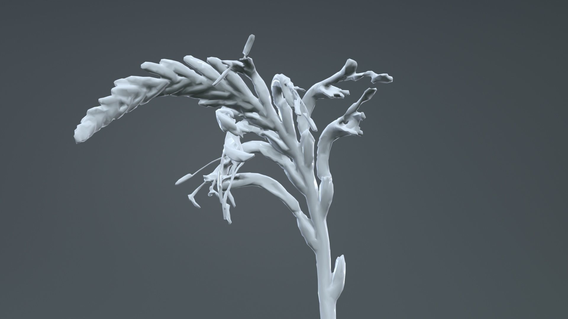 Close Up African Flag Cornflag Chasmanthe Floribunda Low-poly 3D model_13