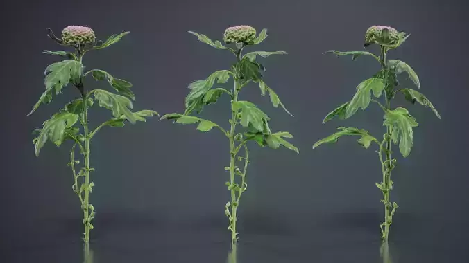 Chrysanthemum Garden Mum Morifolium