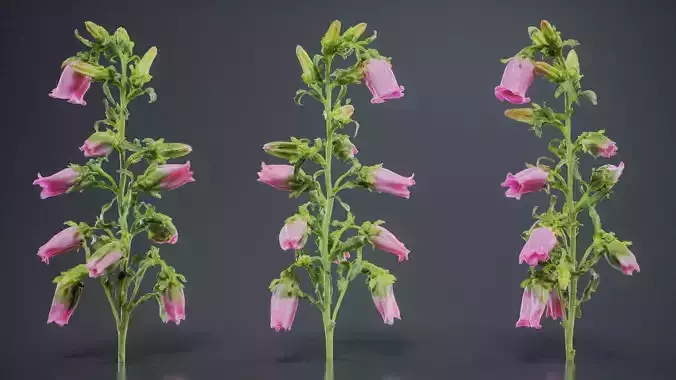 Canterbury Bellflower Campanula Medium Low-poly 3D model