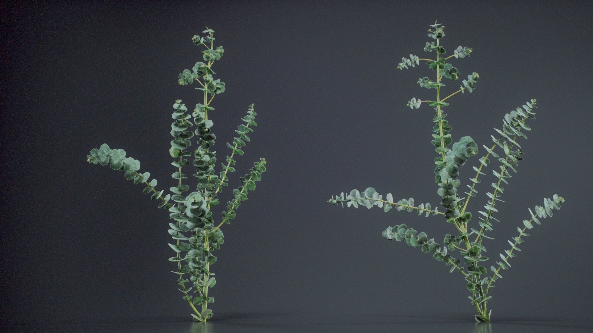 Apple Snow Cider Gum Eucalyptus Gunnii Low-poly 3D model_3