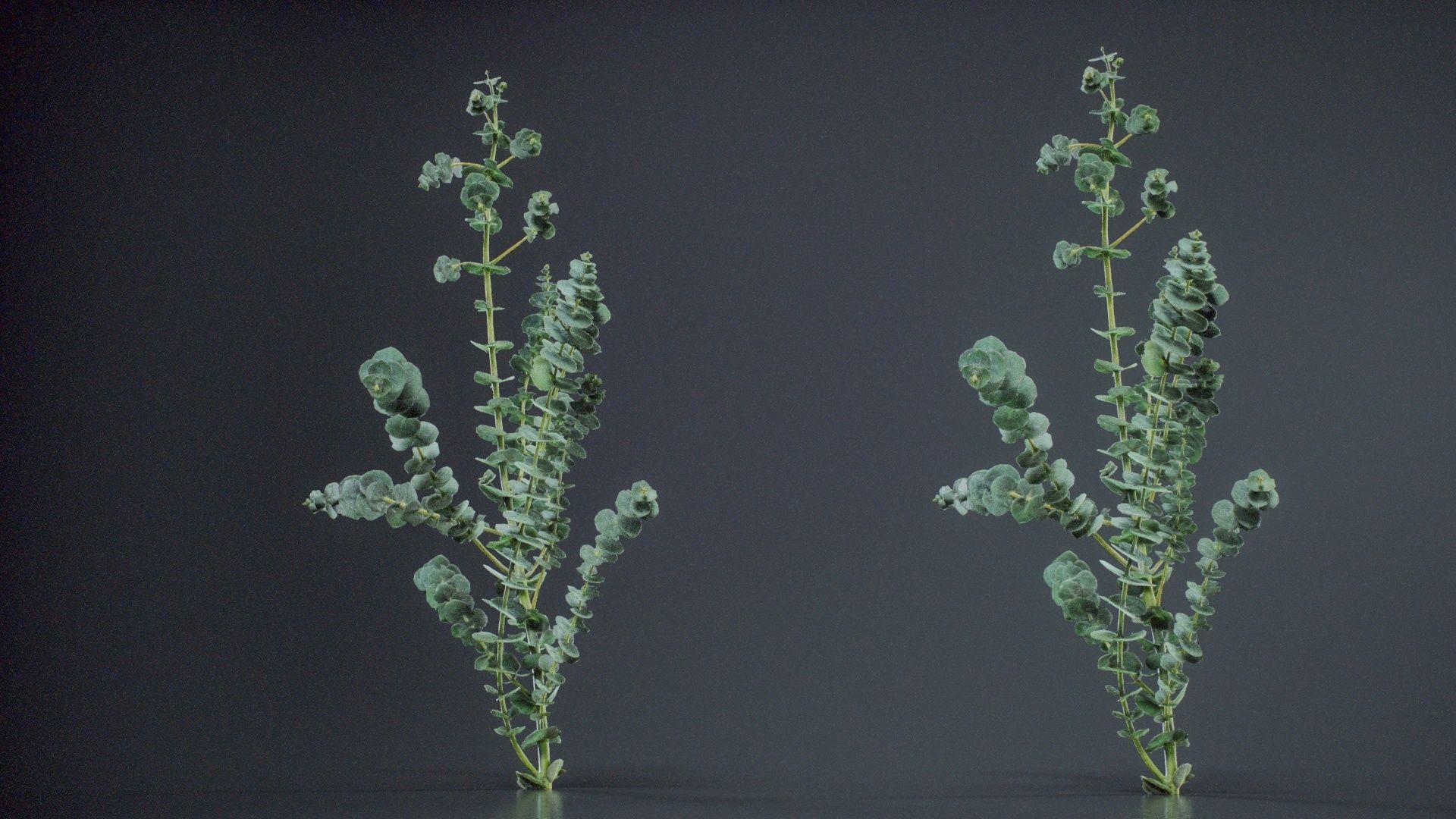 Apple Snow Cider Gum Eucalyptus Gunnii Low-poly 3D model_4