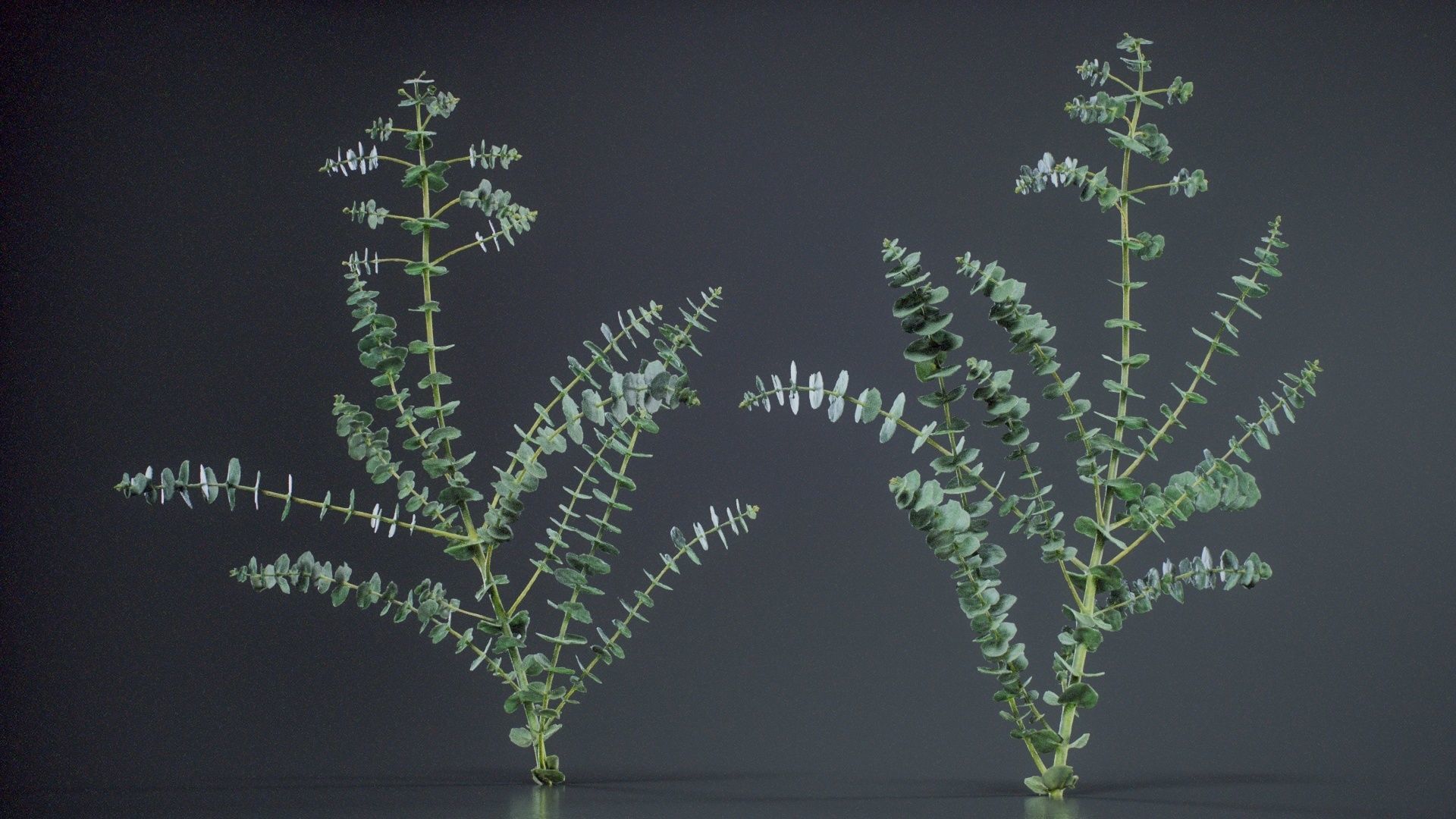 Apple Snow Cider Gum Eucalyptus Gunnii Low-poly 3D model_6