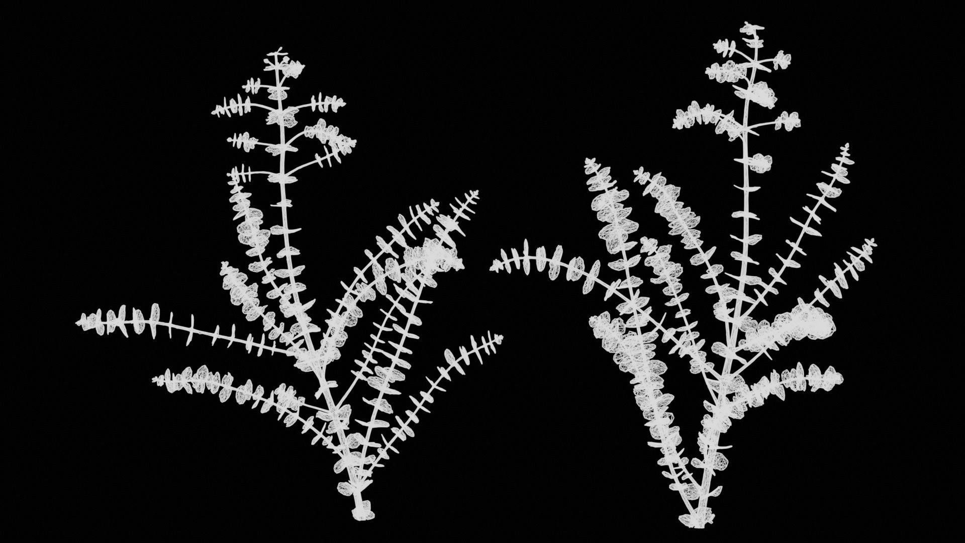 Apple Snow Cider Gum Eucalyptus Gunnii Low-poly 3D model_15