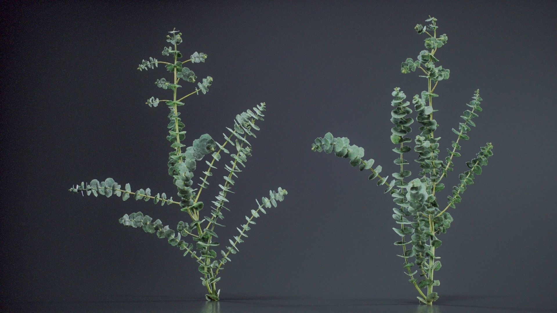 Apple Snow Cider Gum Eucalyptus Gunnii Low-poly 3D model_5