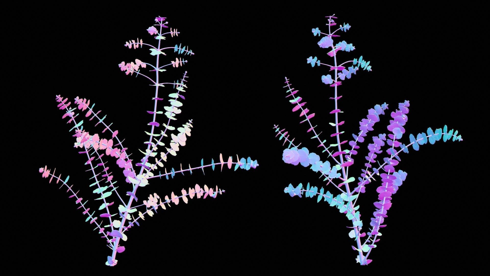 Apple Snow Cider Gum Eucalyptus Gunnii Low-poly 3D model_12