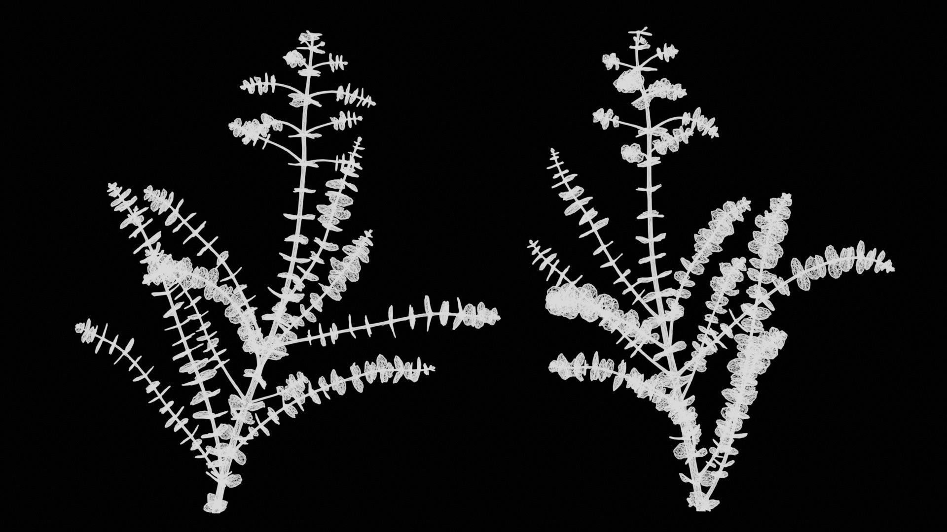 Apple Snow Cider Gum Eucalyptus Gunnii Low-poly 3D model_14