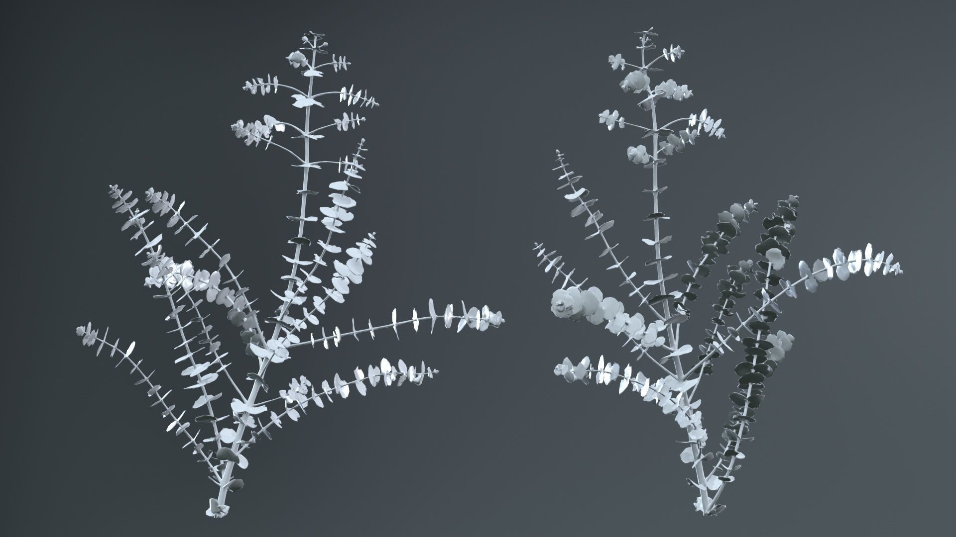 Apple Snow Cider Gum Eucalyptus Gunnii Low-poly 3D model_13