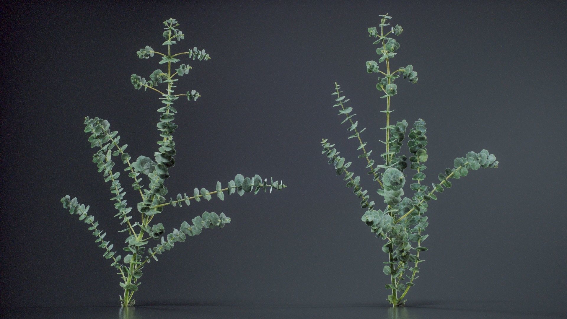 Apple Snow Cider Gum Eucalyptus Gunnii Low-poly 3D model_11