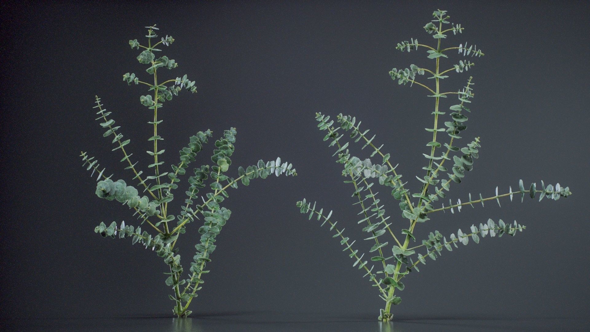 Apple Snow Cider Gum Eucalyptus Gunnii Low-poly 3D model_8