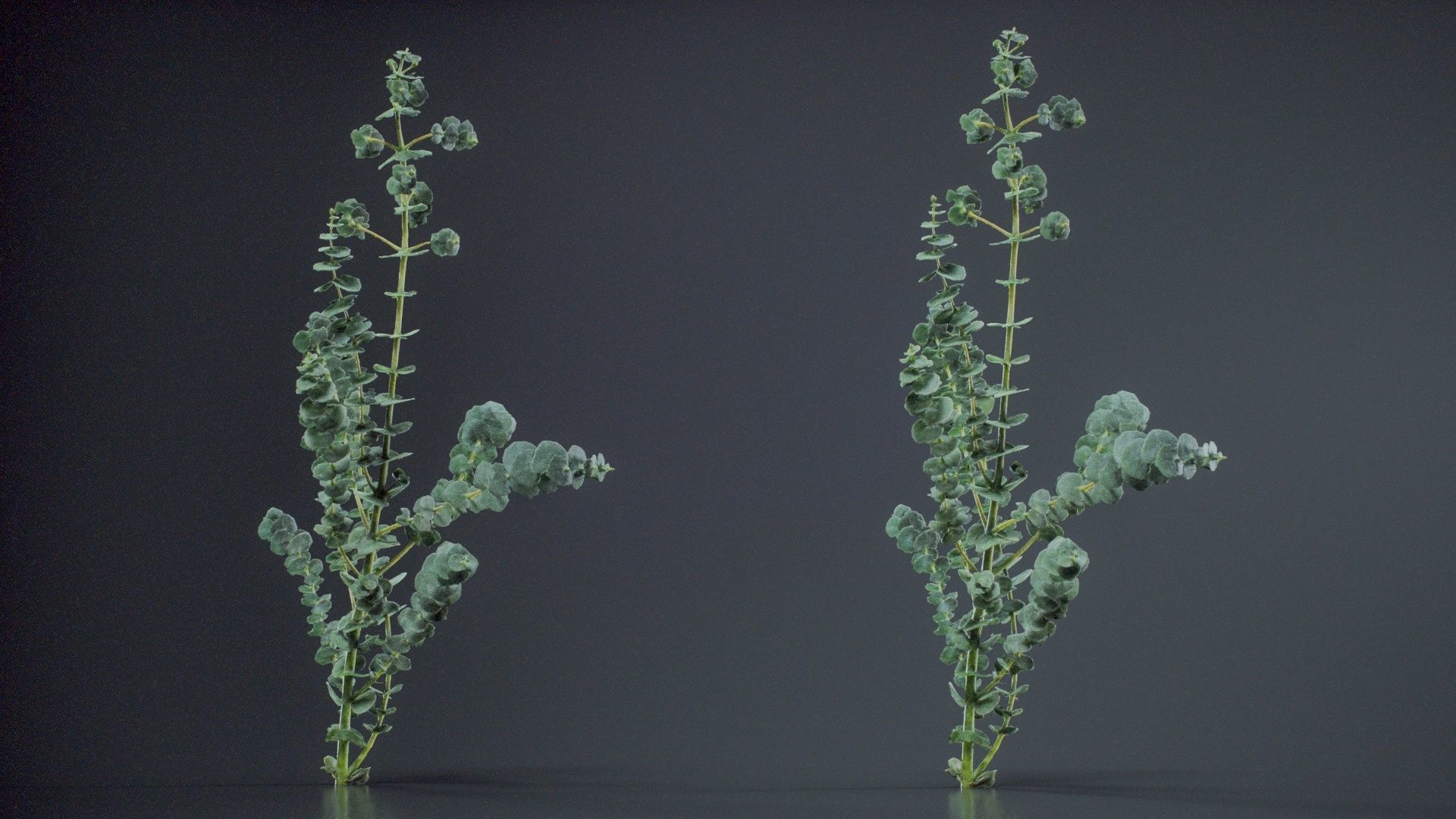 Apple Snow Cider Gum Eucalyptus Gunnii Low-poly 3D model_10