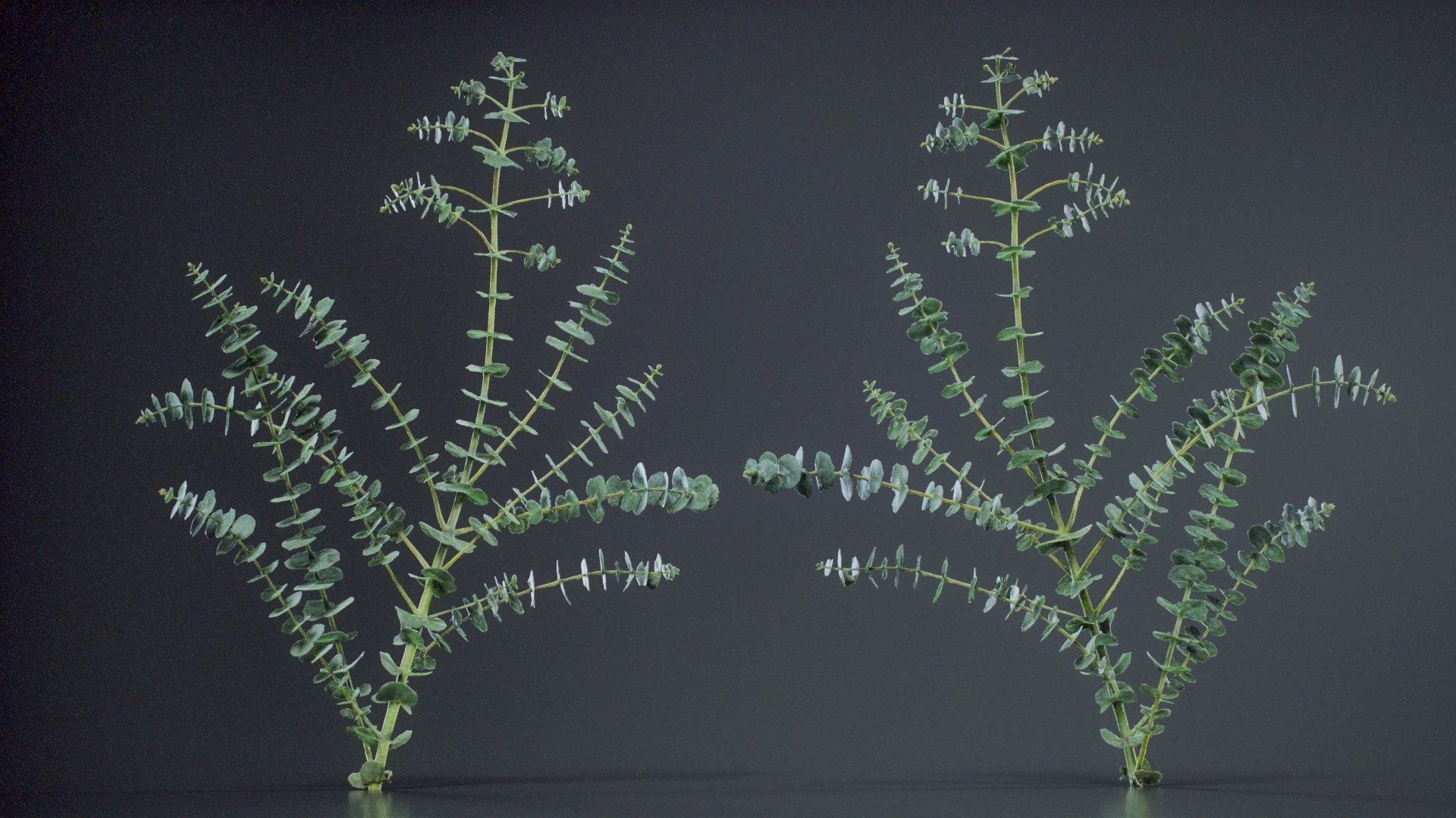 Apple Snow Cider Gum Eucalyptus Gunnii Low-poly 3D model_1