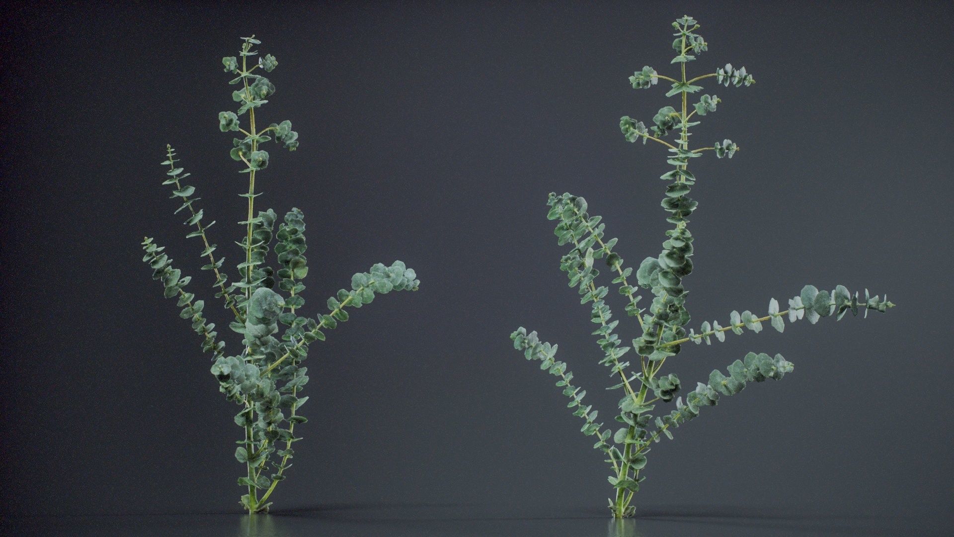 Apple Snow Cider Gum Eucalyptus Gunnii Low-poly 3D model_9